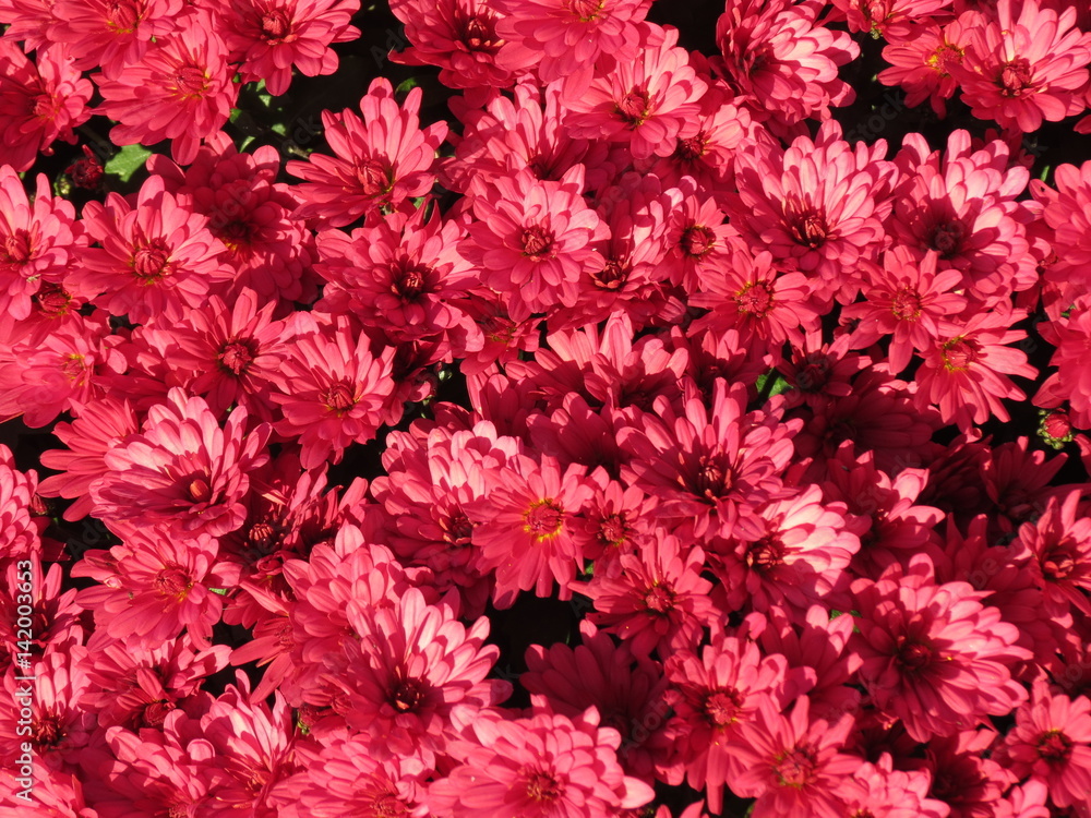 Pays de la Loire - Vendée - Chrysanthèmes rouges Pays de la Loire - Vendée - Chrysanthèmes rouges