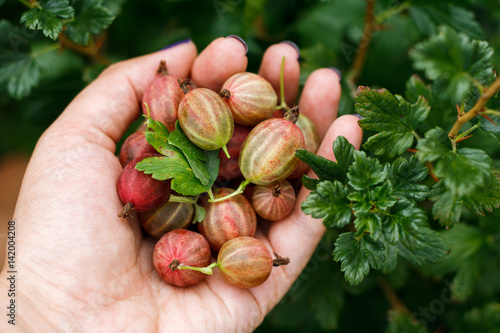 Gooseberry in hand