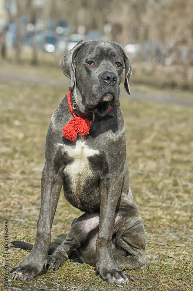 Gray Cane Corso puppy at the age of seven months. Stock Photo