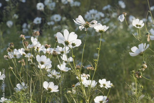 Flowers at sunrise