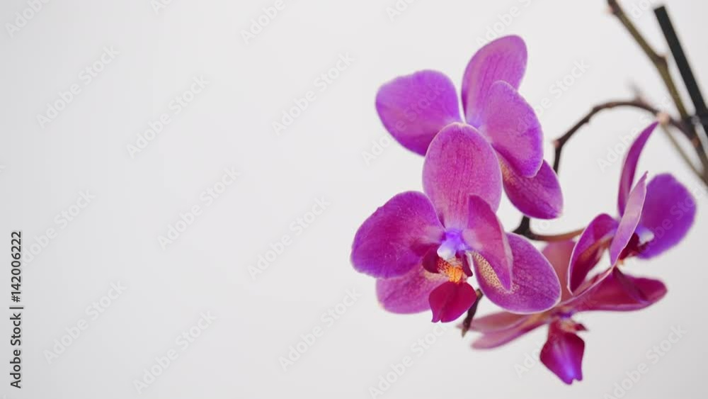 Phalaenopsis orchid flowers isolated on white background. Phalaenopsis orchid flowers isolated on white background.