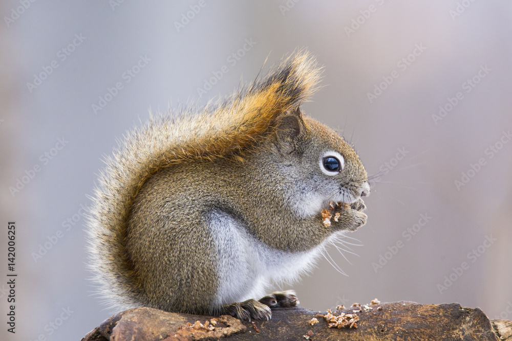 Obraz premium American Red Squirrel -