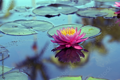 Water lily on the dark of the lake photo