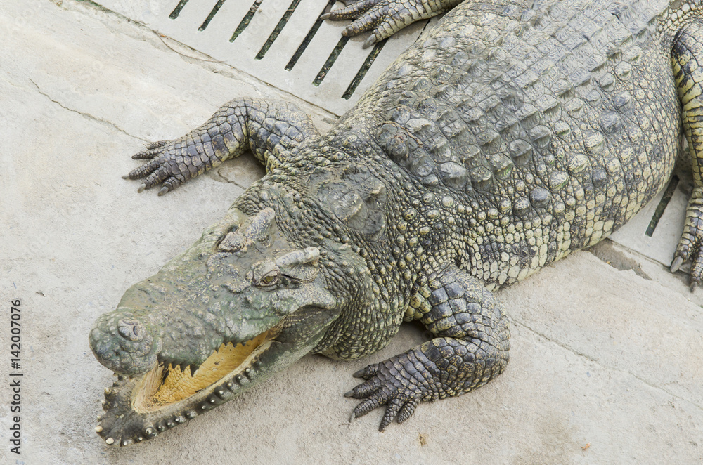 Fototapeta premium Crocodile in the zoo open, Thailand