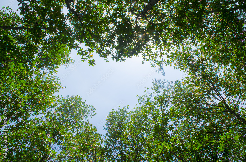 Obraz premium Photo of green fertile mangrove forests of Thailand.