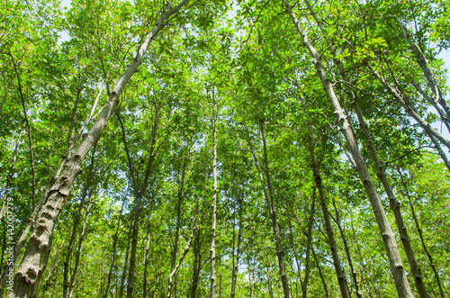 Photo of green fertile mangrove forests of Thailand.