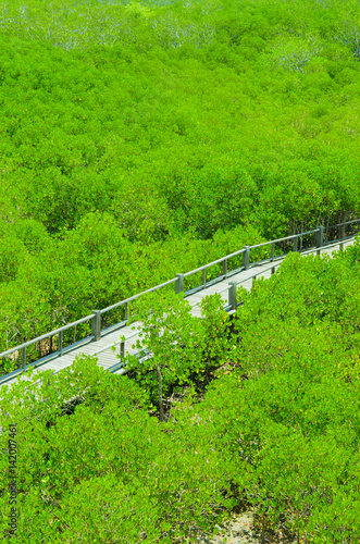 Wood path way among the Mangrove forest, Thailand