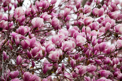 Magnolia tree blossom