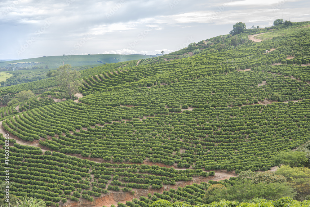 Coffee plantation over 1100m