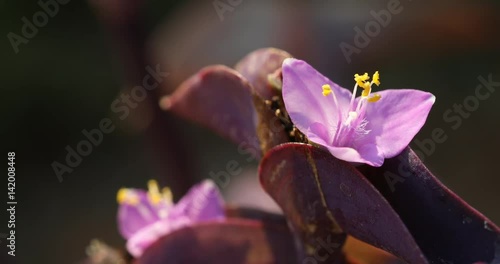 Micro shot of the Flowers photo