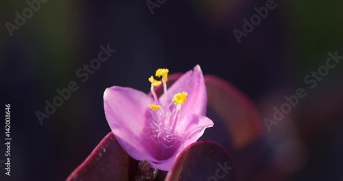 Micro shot of the Flowers photo