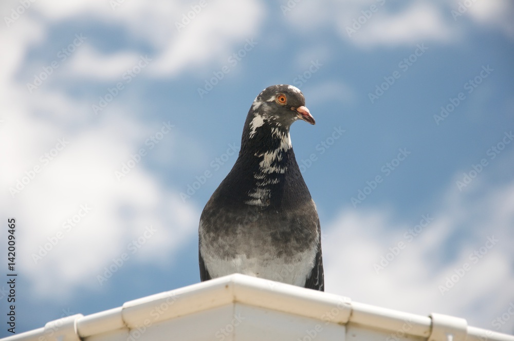 Obraz premium A pigeon watching from the rooftop with the blue sky on the backgroud