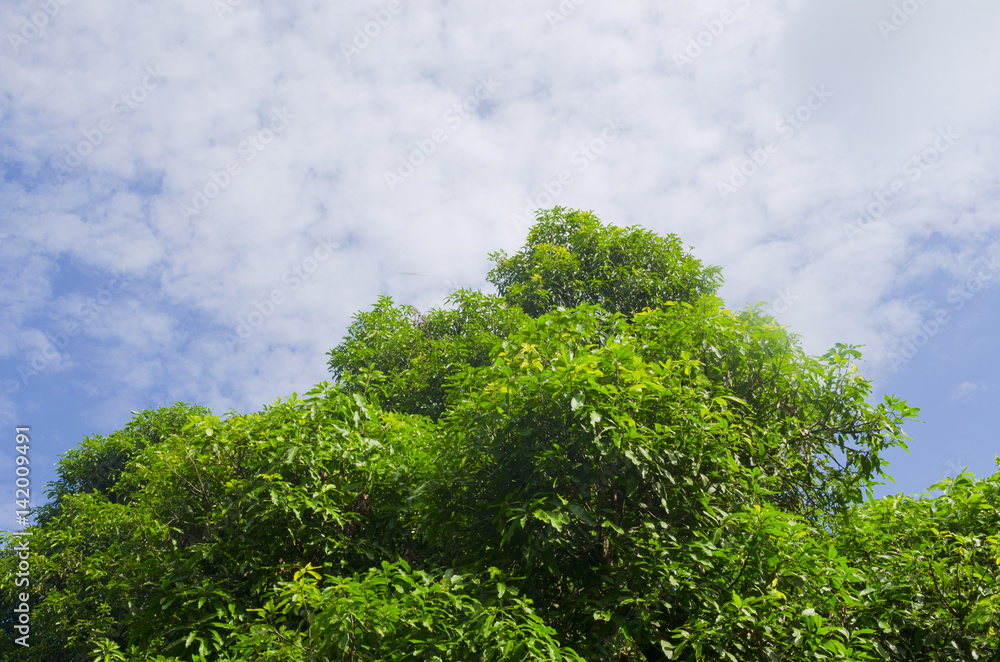 Fototapeta premium Up view on tree and clouds on blue sky