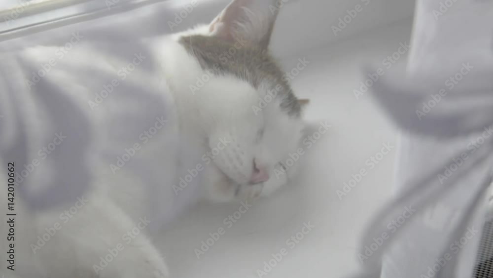 White country cat resting on the windowsill White country cat resting on the windowsill