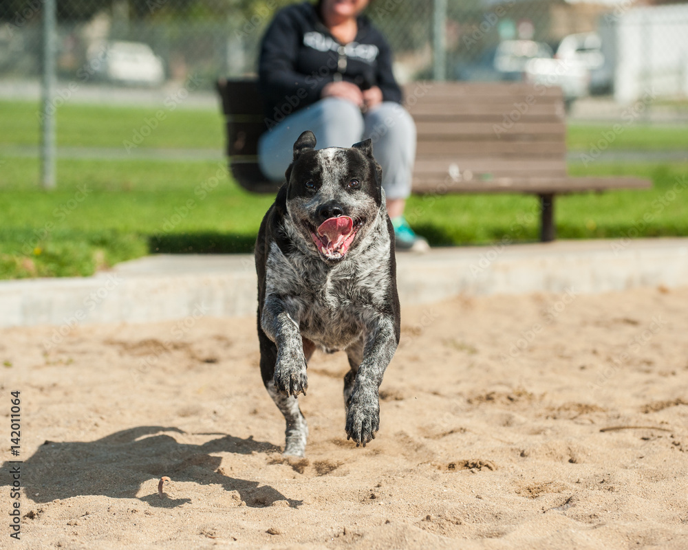 Mixed breed pit bull dog galloping across the sand at the park. Mixed breed pit bull dog galloping across the sand at the park.
