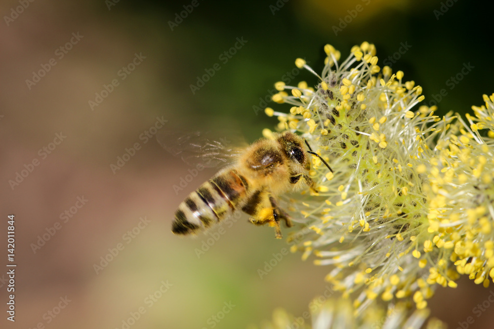 Fototapeta premium Biene bestäubt Weidenkätzchen, Natur, Insekten