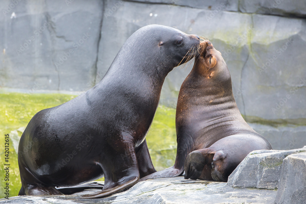 Obraz premium California sea lion, Zalophus californianus, kiss
