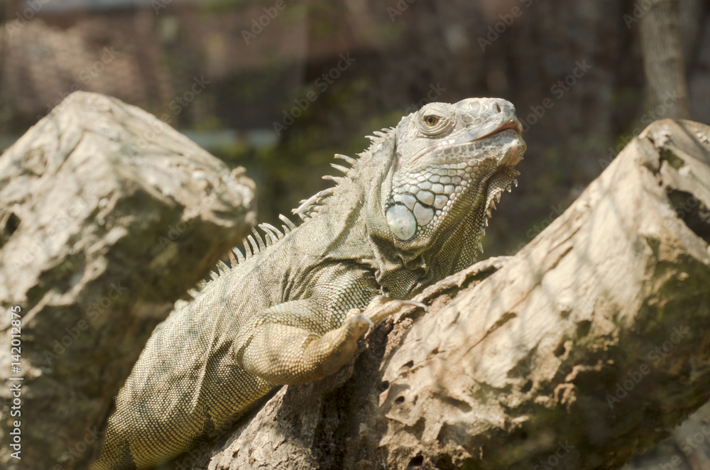 Fototapeta premium Iguana in the zoo open, Thailand