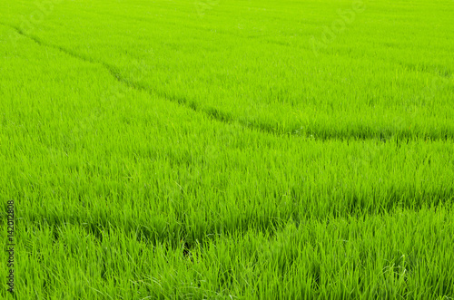 The rice farm in the country, Agricultural site in, Thailand