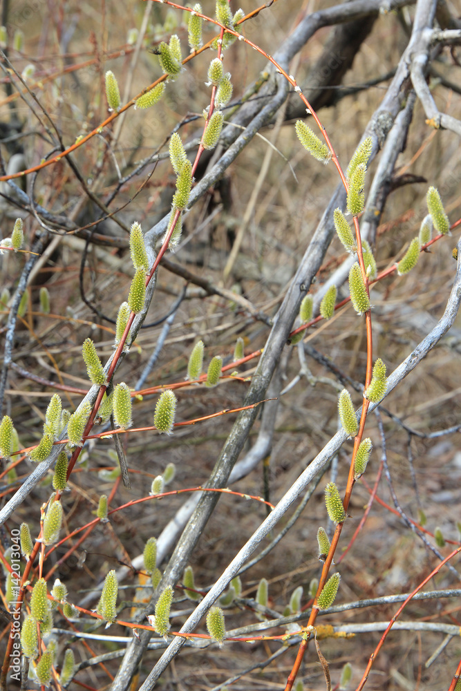 willow buds