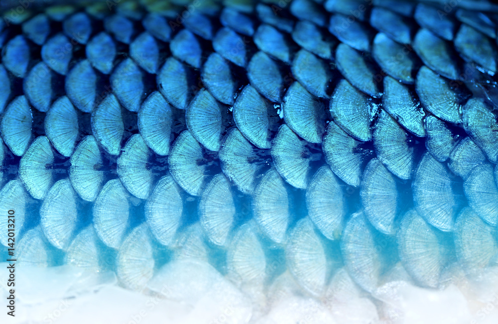 Ταπετσαρία Photo background fragment of fish scales