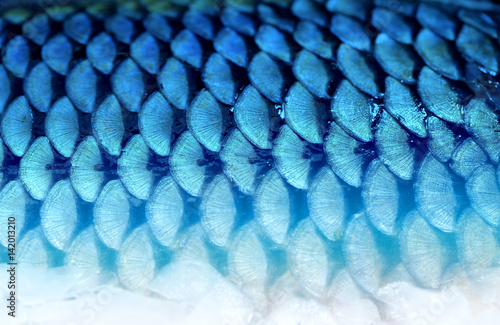 Photo background fragment of fish scales