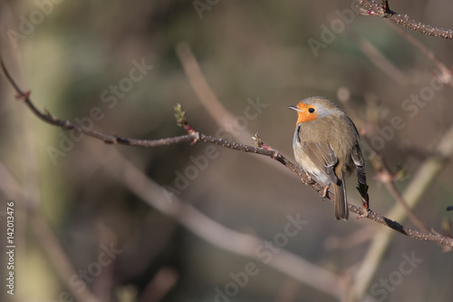 Bird in spring - European robin (Erithacus rubecula).
