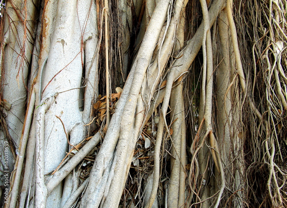 Roots of a large tropical tree, creeper, close-up, background.