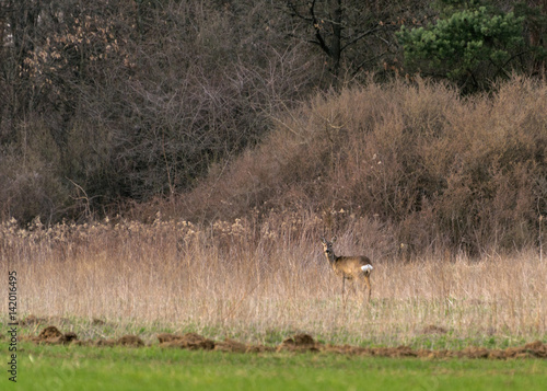 Deer standing at the edge of the forest