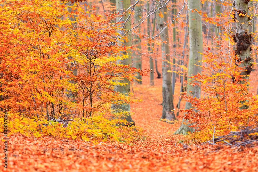 Colorful autumn in park. Colorful autumn in park.