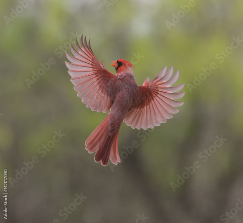 Fototapeta Rhapsody in Red - A male cardinal spreads its beautiful red wings in preparation for a landing