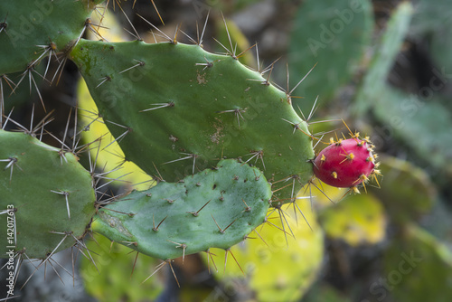 cactus flower © chokniti
