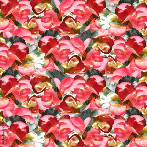 Beautiful floral background with pink begonias 