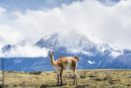 Cute guanaco in Torres del Paine National Park, Patagonia, Chile