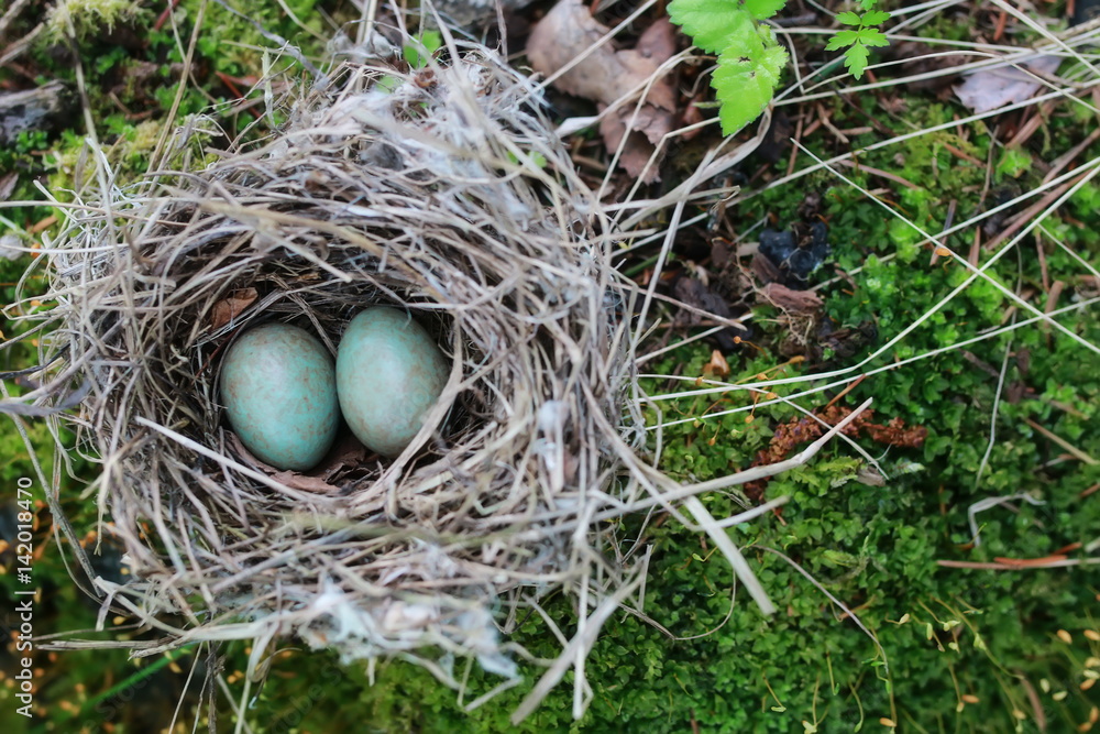bird nest in nature