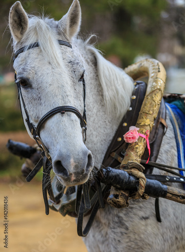 Портрет серой лошади в упряжке © ovbelov1972
