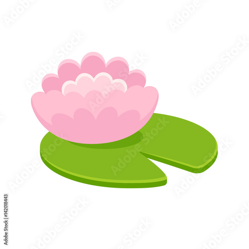 Pink water lily illustration