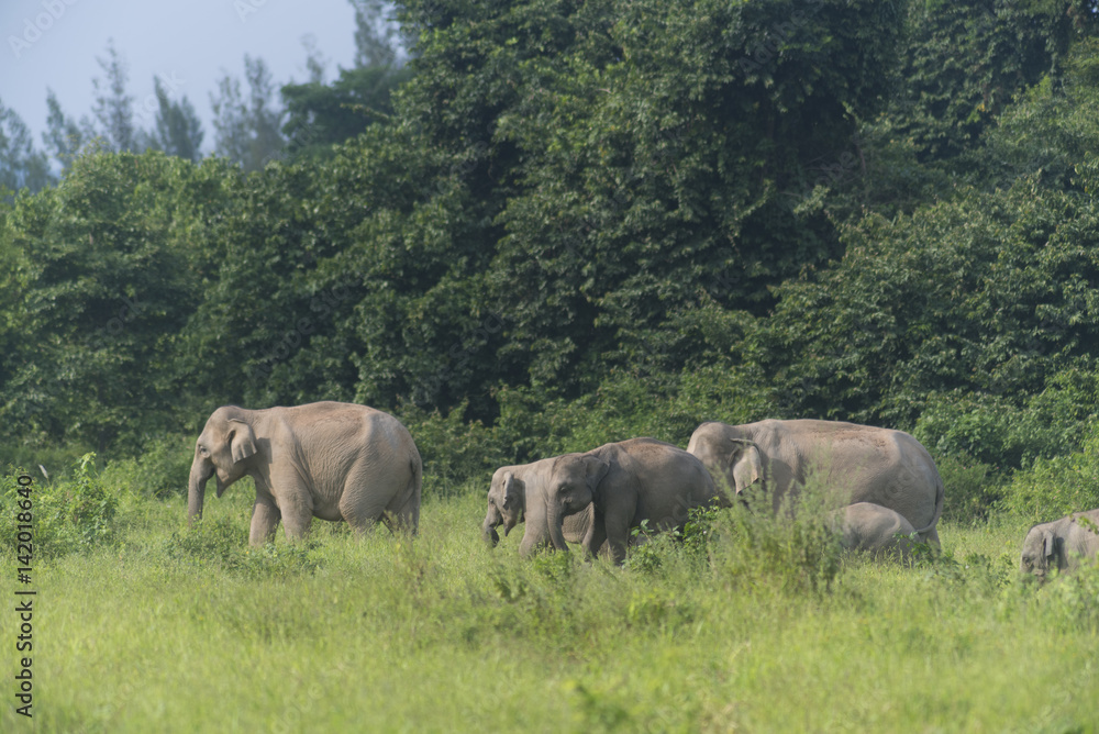 Thai elephant in nature of Kui Buri National Park, Thailand (Soft focus)