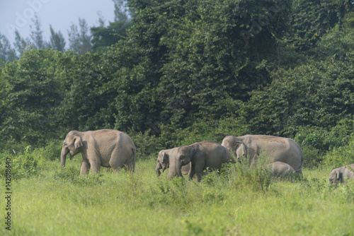 Thai elephant in nature of Kui Buri National Park, Thailand (Soft focus) © chokniti