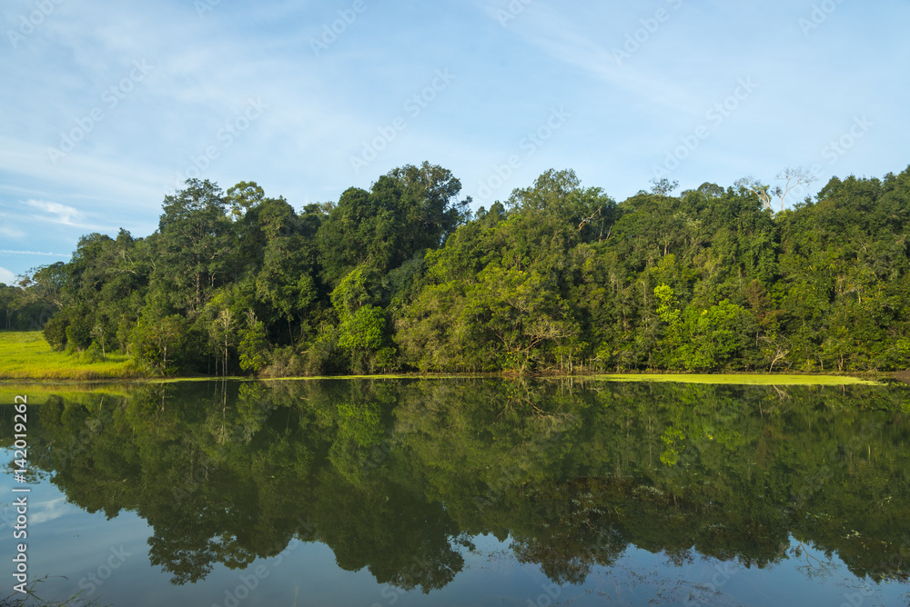 the view of tropical rain forest, Thailand the view of tropical rain forest, Thailand