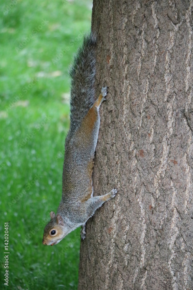 Sciurus carolinensis on tree in Hyde Park in London, United Kingdom Sciurus carolinensis on tree in Hyde Park in London, United Kingdom