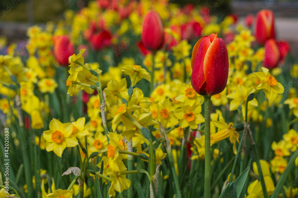 Red Tulips and yellow Daffodils.