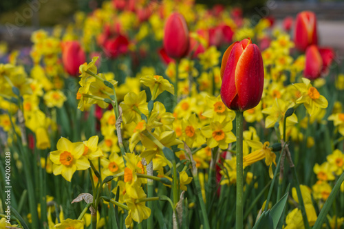 Obraz na płótnie Red Tulips and yellow Daffodils. w salonie