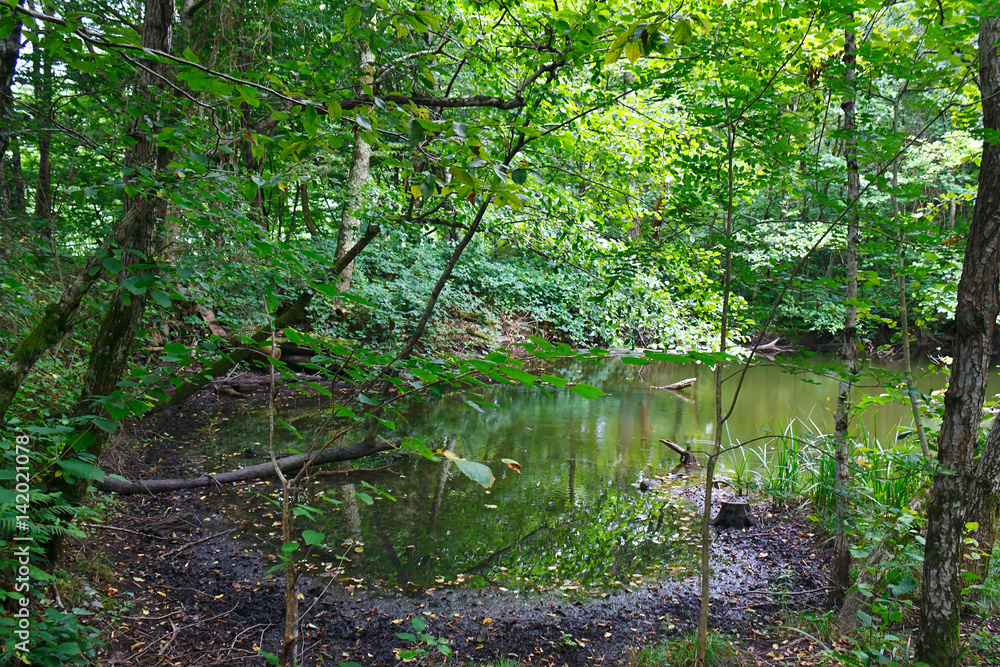 Small amazing lake among the southern forests Small amazing lake among the southern forests