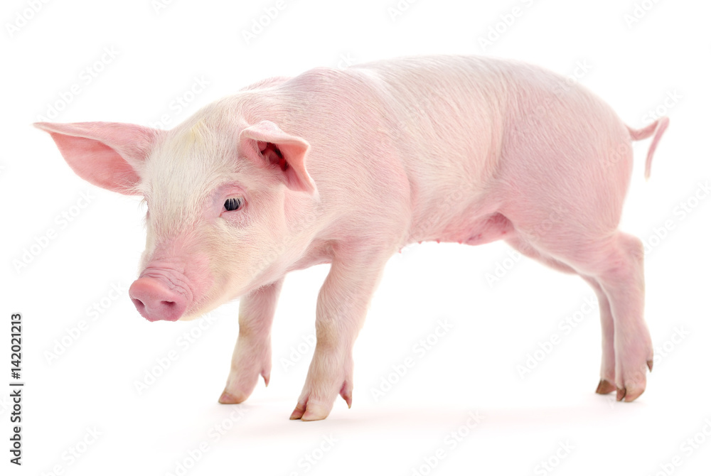 Pig on white. Pig on white.