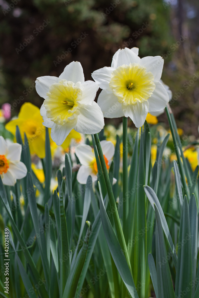 Daffodils look tall from low vantage point. Spring flowers.