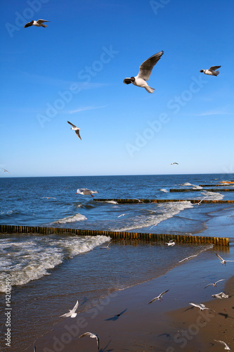 Seagulls fly over the sea on background of blue sky