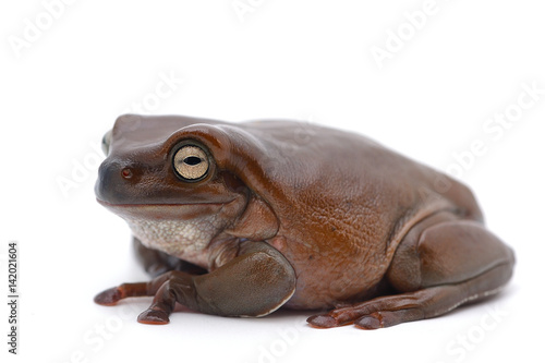 frog isolated on white background