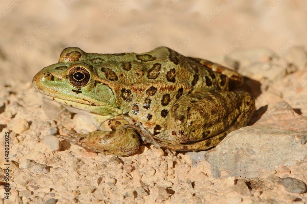 Naklejka premium Endangered Chiricahua Leopard Frog (Lithobates chiricahuensis)