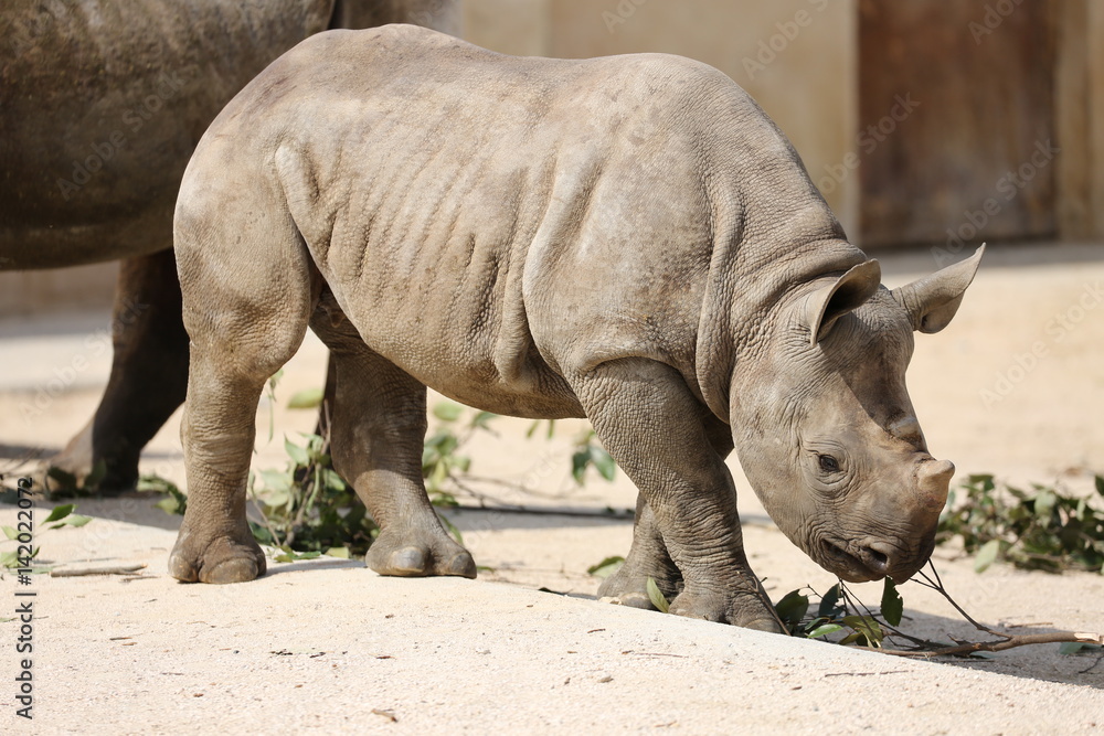 Obraz premium サイの子ども